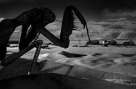 The Deadly Mantis * (1957, Craig Stevens, Alix Talton, William Hopper) –  Classic Movie Review 3918